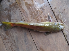 Hemibagrus capitulum