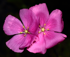Drosera hamiltonii