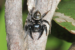 Zenodorus orbiculatus