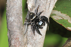 Zenodorus orbiculatus