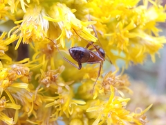 Formica pallidefulva