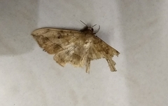 Anticarsia irrorata