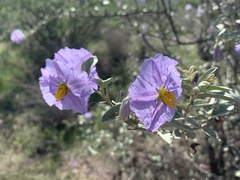 Solanum hindsianum