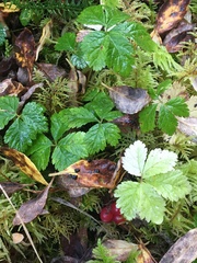 Rubus pedatus