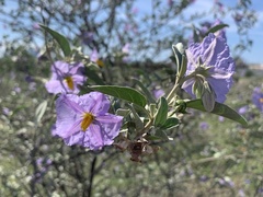 Solanum hindsianum