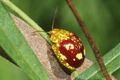 Paropsis maculata