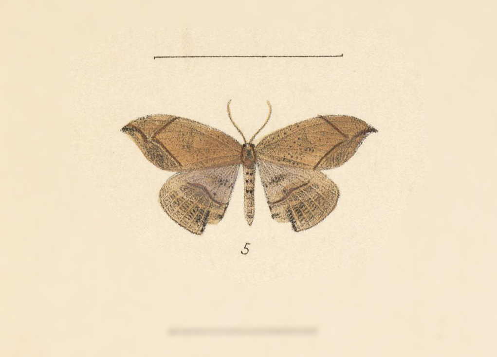 Coelura