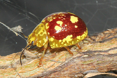 Paropsis maculata