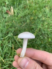 Melanoleuca