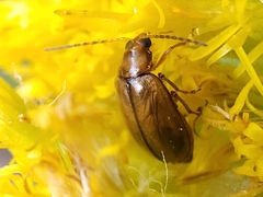 Chrysomeloidea