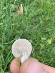 Melanoleuca