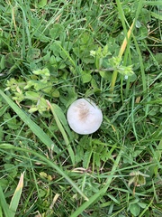 Melanoleuca