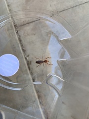 Eremobatidae