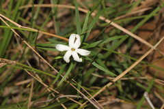 Jasminum simplicifolium