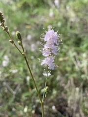 Boerhavia xantii