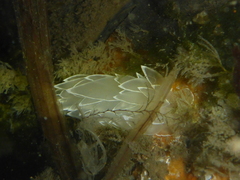 Dirona albolineata