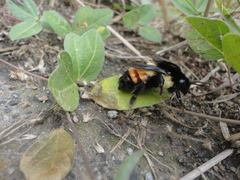 Bombus ephippiatus