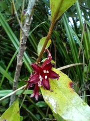 Alseuosmia macrophylla