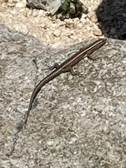 Cryptoblepharus eximius