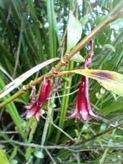 Alseuosmia macrophylla