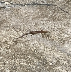 Cryptoblepharus eximius