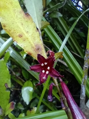 Alseuosmia macrophylla