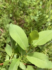 Salix monticola