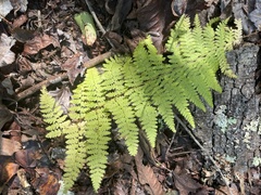 Dennstaedtia punctilobula