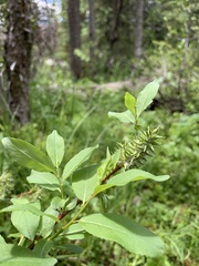 Salix monticola