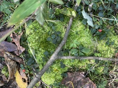 Dennstaedtia punctilobula