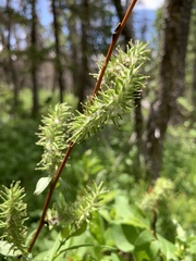 Salix monticola