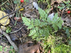 Dennstaedtia punctilobula