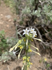 Ipomopsis aggregata attenuata