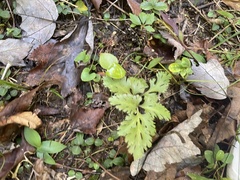 Dennstaedtia punctilobula