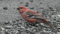 Pinicola enucleator