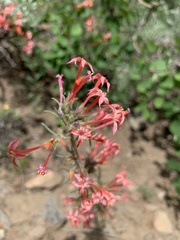 Ipomopsis aggregata attenuata