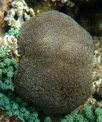 Goniopora