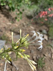 Ipomopsis aggregata attenuata