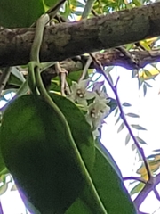 Hoya