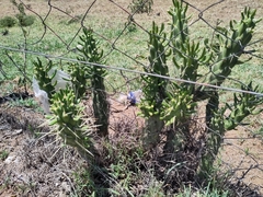 Austrocylindropuntia subulata