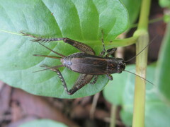 Loxoblemmus arietulus