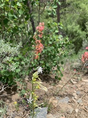 Ipomopsis aggregata attenuata