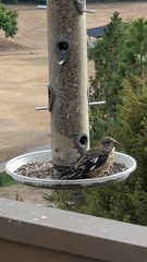 Coccothraustes vespertinus