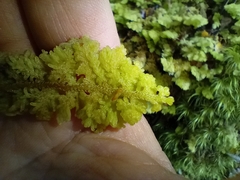 Trichocolea mollissima