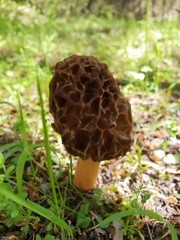 Morchella