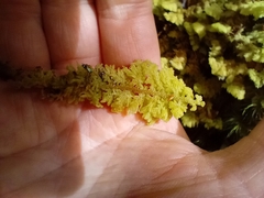 Trichocolea mollissima