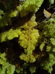 Trichocolea mollissima