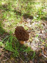 Morchella