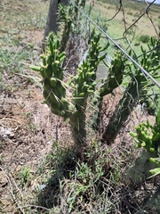 Austrocylindropuntia subulata
