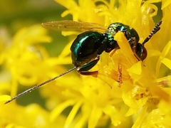 Torymidae